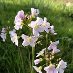 Cardamine pratensisBlomma