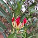 Gloriosa superba花