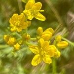 Haplophyllum linifolium Flors