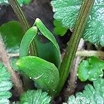 Scilla siberica Leaf