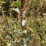 Salix cinerea Habitus