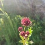 Sanicula bipinnatifida 花