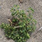 Euphorbia polygonifolia Hoja