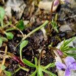 Viola pinnata Bark