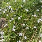 Lobelia nana Flower