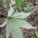 Vitex triflora Лист