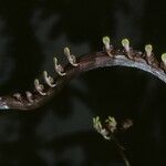 Bulbophyllum falcatum Цветок