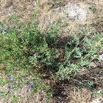 Medicago sativa Habitat