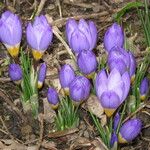 Crocus sieberi Habitus