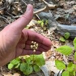 Pyrola elliptica ফল