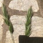Bromus lanceolatus 果実