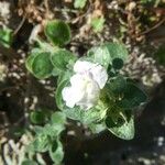 Antirrhinum molle Flower