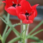 Tulipa systola Fiore