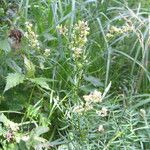 Thalictrum lucidum Habitus