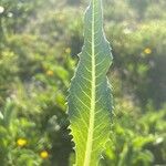 Klasea flavescens 葉