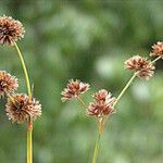 Juncus ensifolius 果