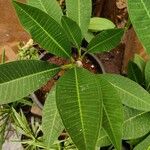 Plumeria rubra Leaf