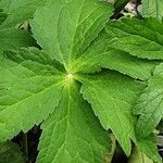 Astrantia major Leaf