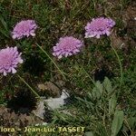 Scabiosa vestita 整株植物