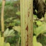 Heracleum mantegazzianum বাকল