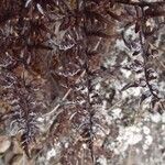Hemionitis quadripinnata Φύλλο