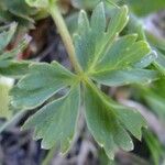 Alchemilla pentaphyllea Άλλα