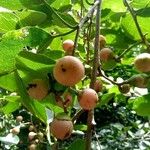 Cordia dichotoma ᱡᱚ