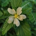 Malvastrum coromandelianumFlower