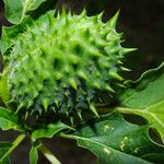 Datura stramonium Плід