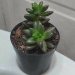 Sedum hernandezii Foglia