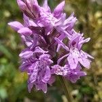 Orchis olbiensis പുഷ്പം