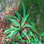 Blechnum spicant Habitatea