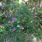 Melampyrum nemorosum عادت داشتن