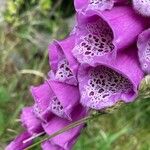 Digitalis purpurea Blomst