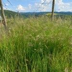 Bromus sterilis Habit