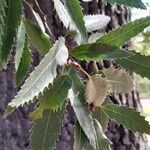 Quercus castaneifolia Leaf