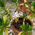 Nipponanthemum nipponicum Altres