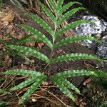 Pteris cretica Blatt