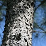 Pinus taeda Bark