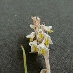 Zeuxine strateumatica फूल