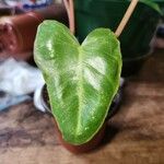 Philodendron burle-marxii Leaf