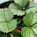 Fragaria chiloensis 葉