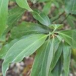 Cornus capitataLeaf