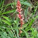 Orobanche minorFlors