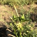 Nicotiana quadrivalvis Altres