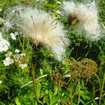 Cirsium arvense Hedelmä