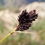 Carex parviflora Fruto