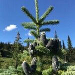 Abies lasiocarpa Yaprak