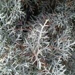 Cupressus arizonica Листок