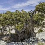 Juniperus occidentalis Характер